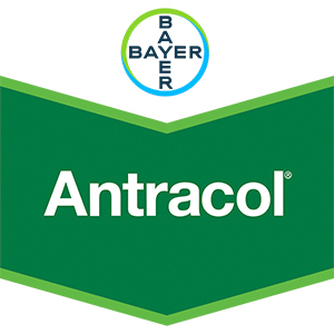 ANTRACOL 700 WP  (12X1KG)